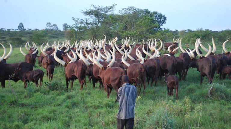 Inyambo stand as proud custodians of tradition and identity.