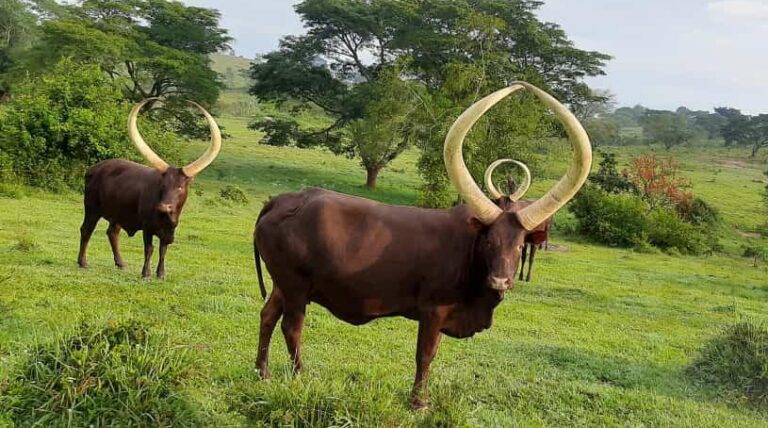 The majestic Inyambo cows — a living symbol of Rwanda’s royal heritage and elegance.